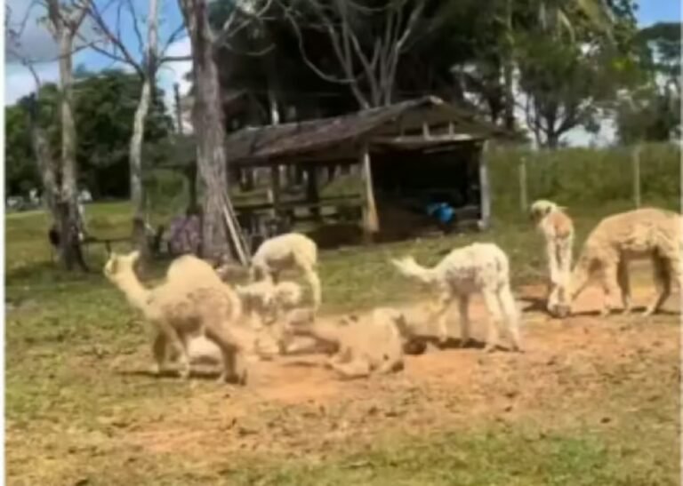 MPF recomenda abate sanitário de lhamas e alpacas apreendidas no Acre
