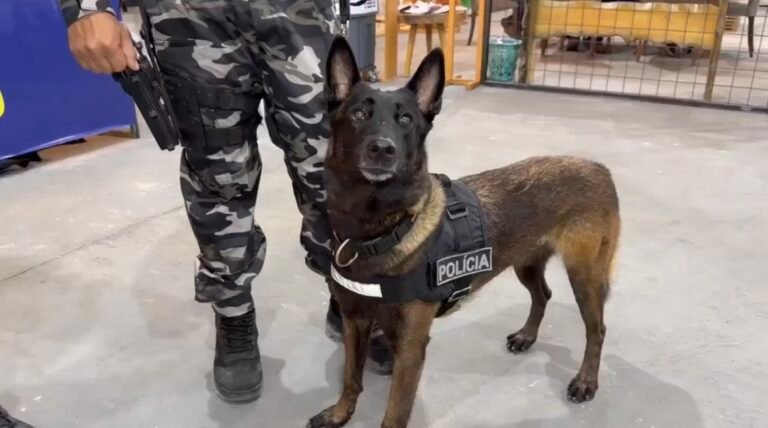 Cães farejadores reforçam combate ao crime e chamam atenção na ExpoAcre Juruá