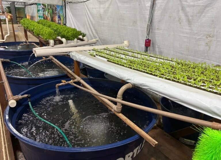 Aquaponia chama atenção na ExpoAcre Juruá ao unir criação de peixes e cultivo de hortaliças