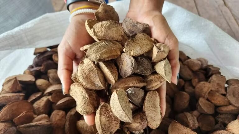 O desafio da bioeconomia: 90% da castanha acreana ainda sai sem processamento