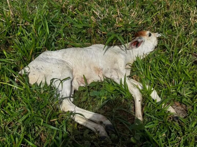 Raiva bovina é confirmada em propriedade rural no município de Tarauacá