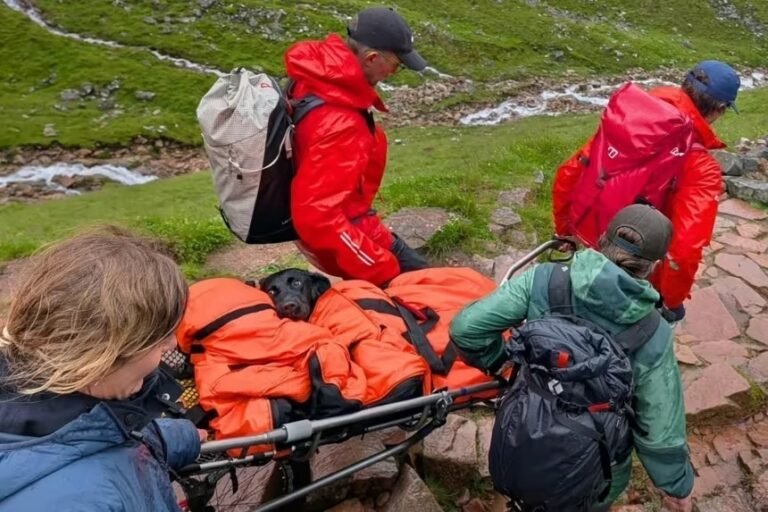 Labrador é resgatada em montanha após suspeita de ingerir maconha durante trilha