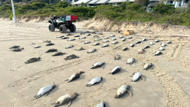 Mais de 200 pinguins são encontrados mortos em Florianópolis em um único dia
