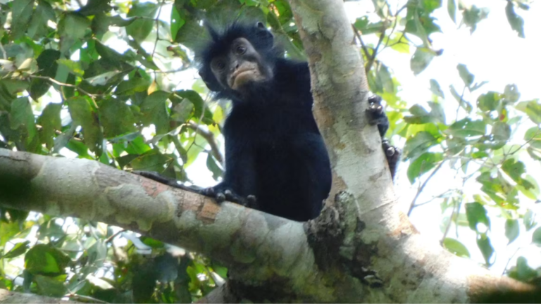 Cientistas descobrem nova espécie de macaco com lábios alaranjados no Congo