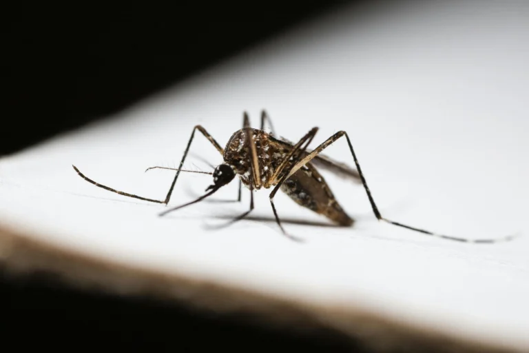 Acre soma mais de 1,8 mil casos prováveis de dengue em 2026 e segue sem registrar mortes pela doença