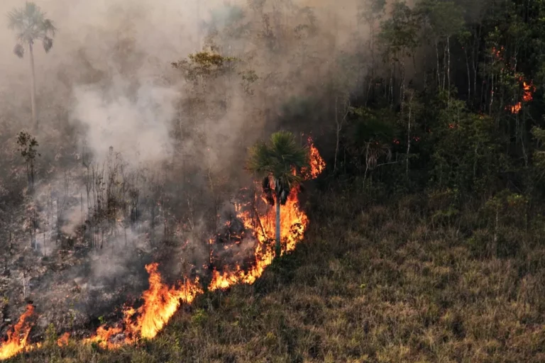 Acre reduz degradação florestal em 83% e registra um dos melhores índices da Amazônia