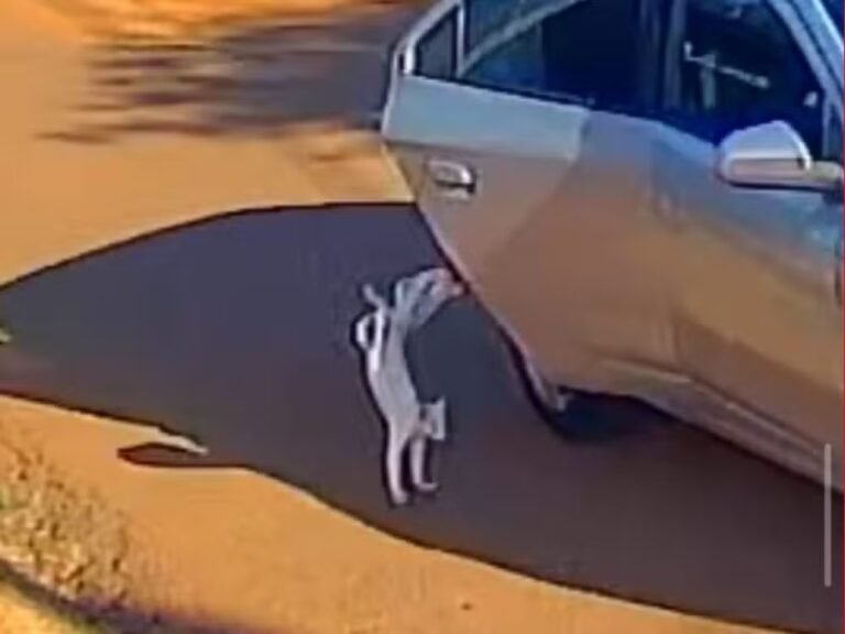 Mulher é presa após abandonar gato em carro em movimento; animal morreu atropelado em Rio Branco