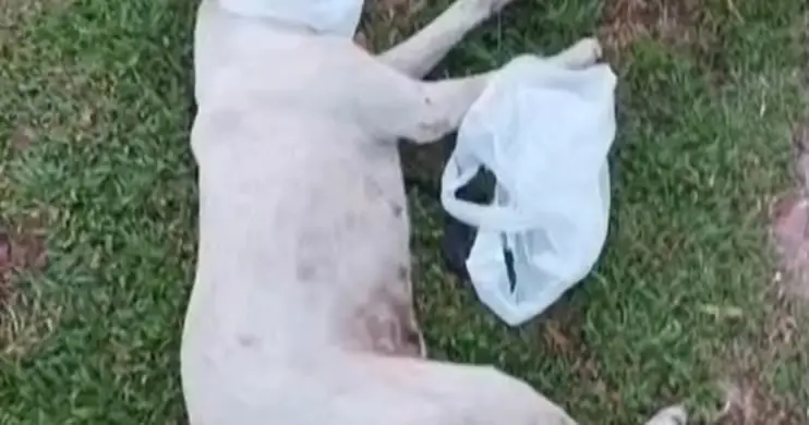 Cadela morre após ser atropelada por ônibus no antigo Terminal Rodoviário de Cruzeiro do Sul