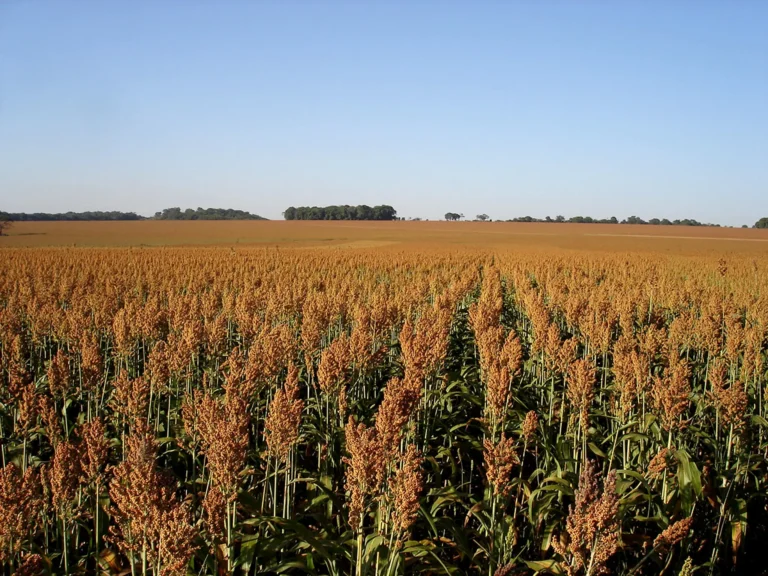 Produtores do Acre já podem consultar calendário ideal para o plantio de sorgo