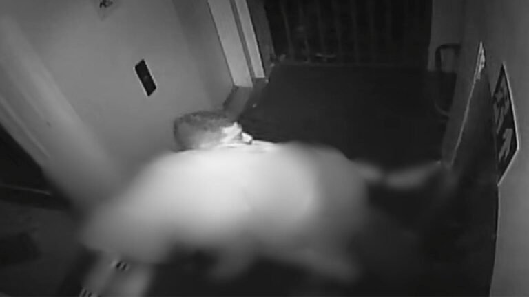 Imagens mostram sargento carregando corpo de capitã da PM antes de levá-la a hospital em BH