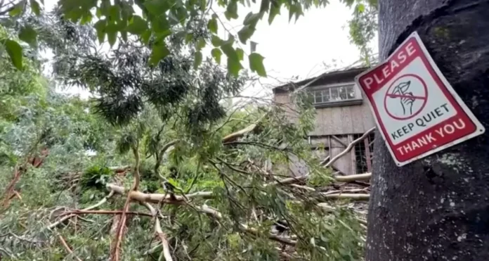 Arvores-destruidas-apos-passagem-da-tempestade-tropical-Lala- (1)