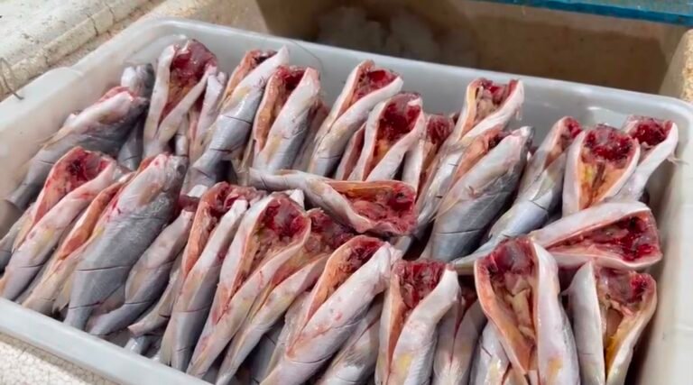 Piracema reduz preços no Mercado do Peixe de Cruzeiro do Sul