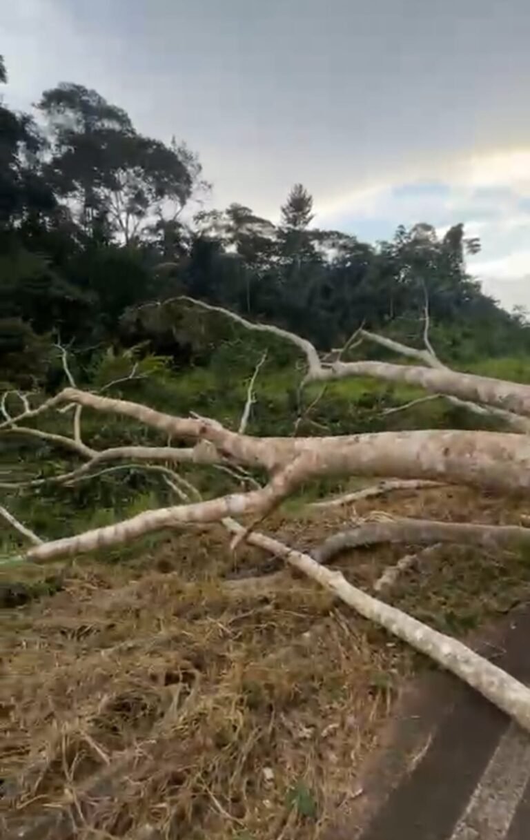 Árvore interdita BR-364 e provoca filas nos dois sentidos em área indígena no Acre