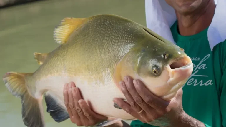 Tambaqui pode ter pesca proibida no Brasil e preocupa produtores e consumidores no Acre