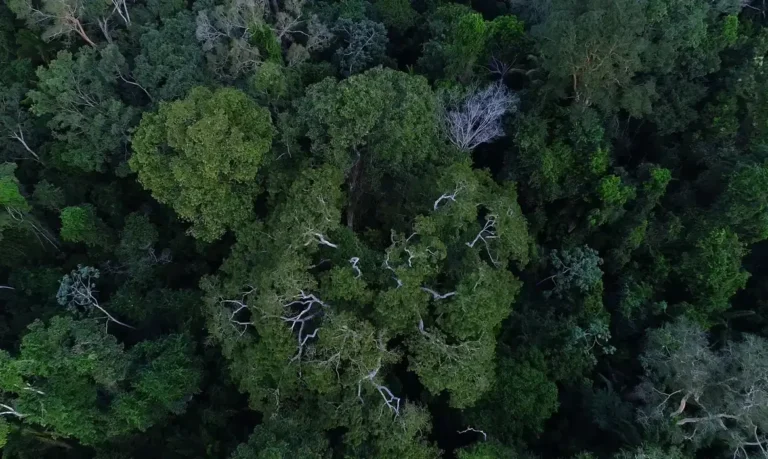 Acre mantém 84,2% de vegetação nativa e está entre os estados mais preservados da Amazônia