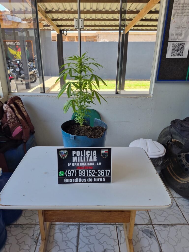 Polícia apreende muda de maconha em quintal de residência no Guajará