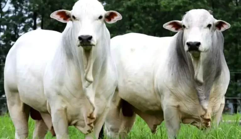 Arroba da vaca gorda sobe no Acre e ultrapassa R$ 308, mas estado segue entre os menores preços do país
