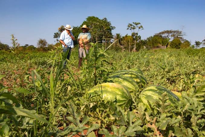 Produtividade: onde a agricultura do Acre avançou e onde ainda precisa avançar