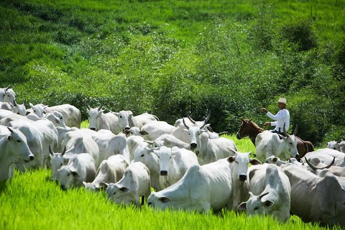 Produtores rurais do Acre têm até 30 de novembro para declarar rebanhos