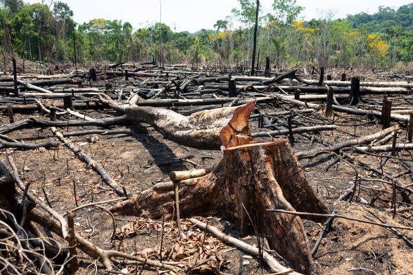 Amazon,Rainforest,Illegal,Deforestation,Landscape,View,Of,Trees,Cut,And